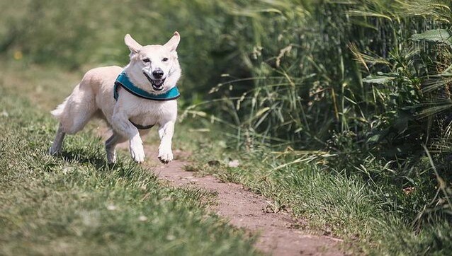 Puppy Love: Do dogs really cry when they are reunited with their owners? Puppy Love: Do dogs really cry when they are reunited with their owners?