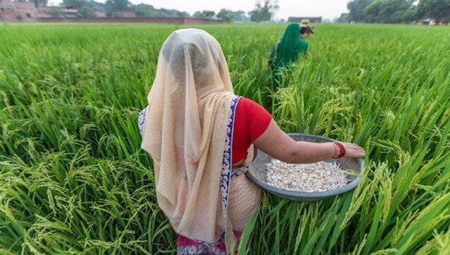 Punjab: Paddy crop over 34,000 hectares hit by dwarf disease Punjab: Paddy crop over 34,000 hectares hit by dwarf disease