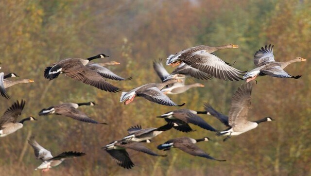 Around half of bird species in decline globally, moving 'ever faster' to extinction