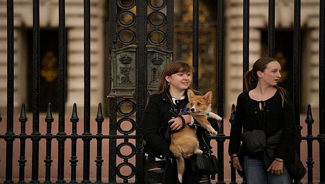 Explained: Why the demand for corgis has soared in the UK Explained: Why the demand for corgis has soared in the UK