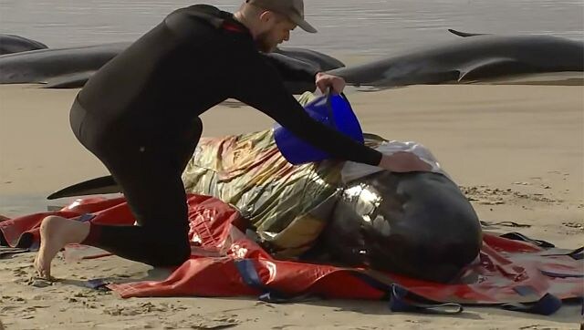 About 200 whales dead in Australia: All you need to know about mass strandings