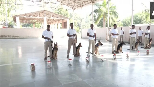 WATCH The Good Shepherds: ITBP trains dogs to protect Kuno's new Cheetahs from poachers