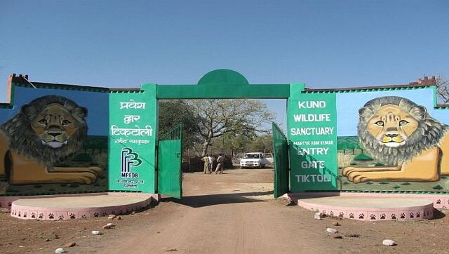 Explained: How the arrival of cheetahs will benefit locals living around Madhya Pradesh's Kuno National Park Explained: How the arrival of cheetahs will benefit locals living around Madhya Pradesh's Kuno National Park