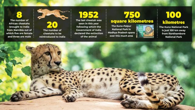 Wild Wild Best Inside Kuno National Park the onceforgotten gem of Madhya Pradesh now home to cheetahs