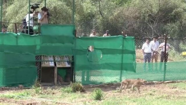 Cheetahs from Namibia to India: World's first inter-continental large wild carnivore translocation
