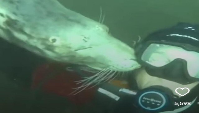 Watch: Seal kisses scuba diver underwater, internet finds it adorable