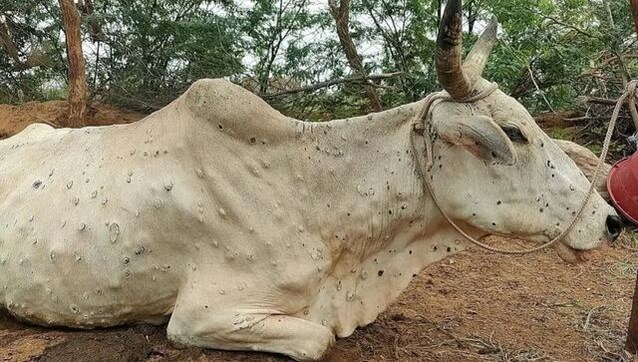Explained: Is it safe to consume milk from cattle infected by lumpy skin disease? Explained: Is it safe to consume milk from cattle infected by lumpy skin disease?