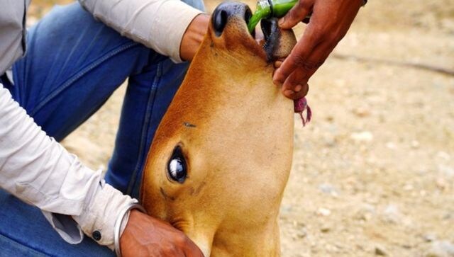 Lumpy Virus: 126 cattle die, 25 districts affected in Maharashtra
