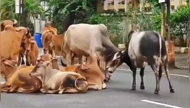 Helter Shelter: What are cows doing inside government office premises in Gujarat?