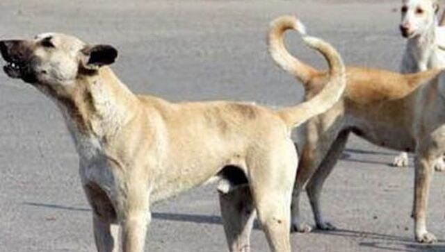 Delhi: MCD to organise free anti-rabies vaccination camps for dogs on 28 September