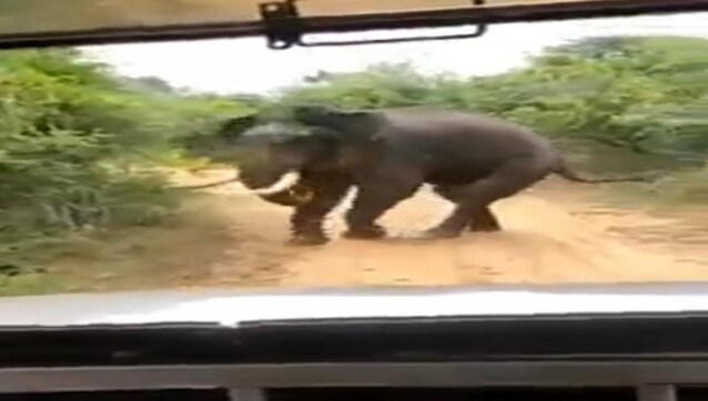 Watch video: Elephant teased and forced to chase vehicle for photographs Watch video: Elephant teased and forced to chase vehicle for photographs