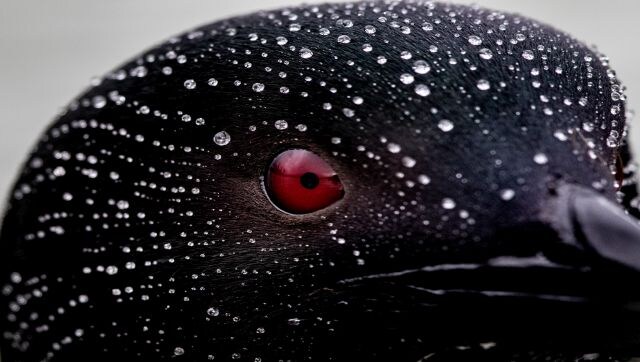 Feathered wonders! The winners of Bird Photographer of the Year contest soar to new heights 有羽毛的奇迹!年度鸟类摄影师大赛的获胜者们飞向了新的高度
