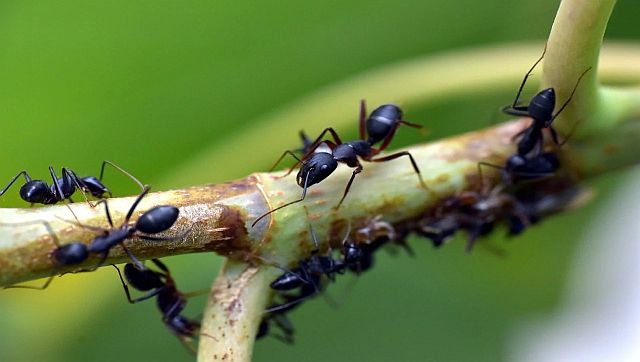 How Many Ants Live On On Earth Quadrillion Say Scientists