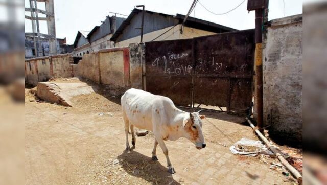 'Safe' to consume milk from cattle infected by Lumpy Skin Disease 'Safe' to consume milk from cattle infected by Lumpy Skin Disease