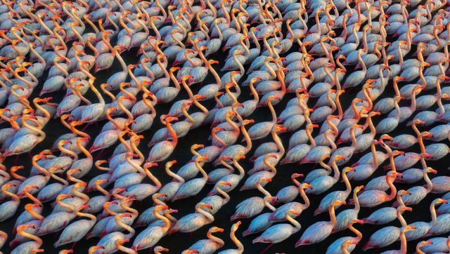 Solidarity: Flamingos sleep together at night for greater security and stay close together during the day, thus protecting each other. In this crowd of bodies the colourful nuances of the plumage and the reflections of the light stand out. Image Courtesy: Mehdi Mohebipour Solidarity: Flamingos sleep together at night for greater security and stay close together during the day, thus protecting each other. In this crowd of bodies the colourful nuances of the plumage and the reflections of the light stand out. Image Courtesy: Mehdi Mohebipour