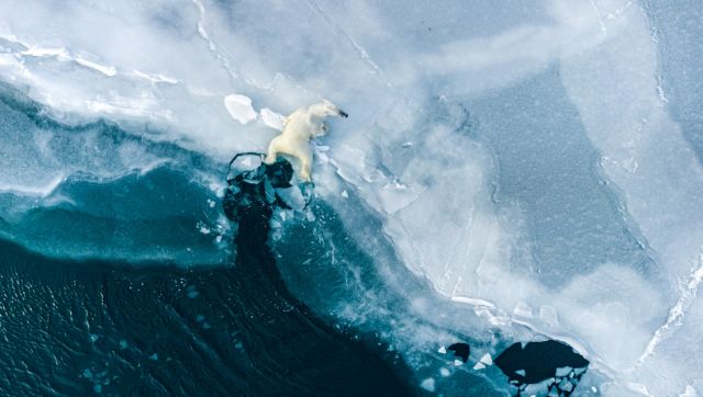 Learning Life: A young polar bear, a yearling, is playing in the water testing the fresh ice and jumping back and forth in the water with his sibling, while their mother is resting nearby. This image is the result of five months in the field, living with and near the bears in a remote camp on the east coast of Svalbard. Image Courtesy: Florian Ledoux Learning Life: A young polar bear, a yearling, is playing in the water testing the fresh ice and jumping back and forth in the water with his sibling, while their mother is resting nearby. This image is the result of five months in the field, living with and near the bears in a remote camp on the east coast of Svalbard. Image Courtesy: Florian Ledoux