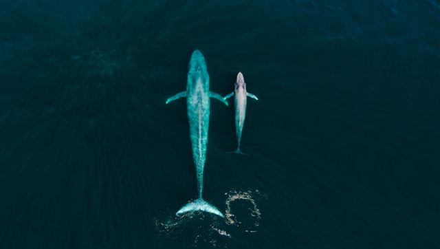 Blue: The blue whale is not only the biggest animal on earth but the biggest that has ever existed. During the 20th century thousands of blue whales were killed by both legal and illegal hunting. After such a big drop on their population, and a lot of effort from international organisations, for the first time their population is increasing. Image Courtesy: Fernando O’farrill Blue: The blue whale is not only the biggest animal on earth but the biggest that has ever existed. During the 20th century thousands of blue whales were killed by both legal and illegal hunting. After such a big drop on their population, and a lot of effort from international organisations, for the first time their population is increasing. Image Courtesy: Fernando O’farrill