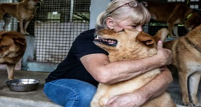 A Ruff Ride: Why Hong Kong residents are abandoning their pets A Ruff Ride: Why Hong Kong residents are abandoning their pets