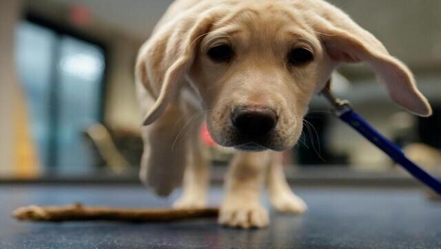 Explained: Why pets make you healthy Explained: Why pets make you healthy