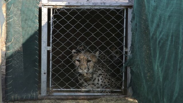 An overnight flight, helicopter ride, and quarantine: The journey of cheetahs from Namibia to India An overnight flight, helicopter ride, and quarantine: The journey of cheetahs from Namibia to India