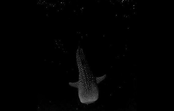 Watch: Whale floating through bioluminescent algae in darkness amazes internet