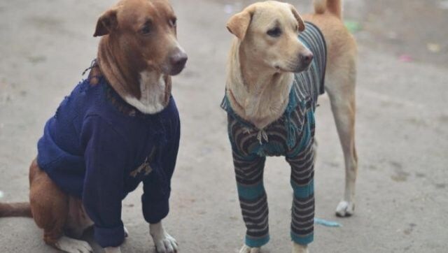 Indore: Two persons booked for torturing stray dogs by spraying petrol on them