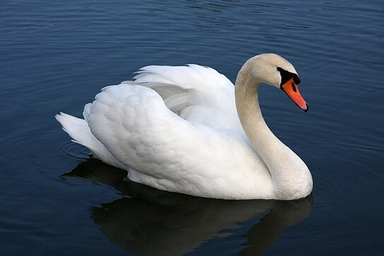 Mother swan carries chick on back as rest of family fall in line; video wins hearts