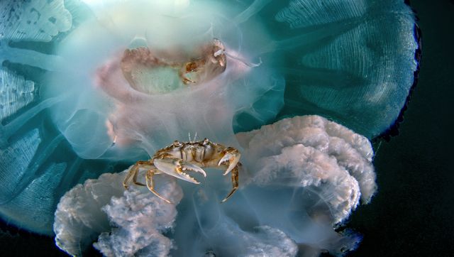 This photo was taken in the Mediterranean Sea, near Bacoli, which is located on the Gulf of Naples in Italy. A closer look at this jellyfish — Rhizostoma pulmo — known commonly as the barrel jellyfish, showed that there were crabs riding along with it. Image Courtesy: Salvatore Ianniello This photo was taken in the Mediterranean Sea, near Bacoli, which is located on the Gulf of Naples in Italy. A closer look at this jellyfish — Rhizostoma pulmo — known commonly as the barrel jellyfish, showed that there were crabs riding along with it. Image Courtesy: Salvatore Ianniello