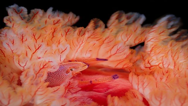 During a night dive off Réunion Island, I noticed a huge Spanish dancer nudibranch. Observing its gills—oh surprise—I saw a small shrimp! It turned out to be an emperor shrimp that was hidden in the gills. The shrimp was shy, so it took a little patience to photograph it. Image Courtesy: Miguel Ramirez During a night dive off Réunion Island, I noticed a huge Spanish dancer nudibranch. Observing its gills—oh surprise—I saw a small shrimp! It turned out to be an emperor shrimp that was hidden in the gills. The shrimp was shy, so it took a little patience to photograph it. Image Courtesy: Miguel Ramirez