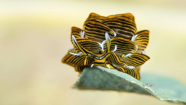 I found this tiny beauty while on a dive trip in Alotau, Papua New Guinea. It’s a butterfly sea slug (Cyerce nigra). It “stands” on the algae and scans the molecular composition of water. The creature’s body is only 15 mm long. I had to use a close-up wet lens in order to get closer to the model. The background wasn’t nice, but I saw a leaf on the seabed and put it behind the animal to make the picture more pleasing to the eye. Image Courtesy: Yury Ivanov I found this tiny beauty while on a dive trip in Alotau, Papua New Guinea. It’s a butterfly sea slug (Cyerce nigra). It “stands” on the algae and scans the molecular composition of water. The creature’s body is only 15 mm long. I had to use a close-up wet lens in order to get closer to the model. The background wasn’t nice, but I saw a leaf on the seabed and put it behind the animal to make the picture more pleasing to the eye. Image Courtesy: Yury Ivanov