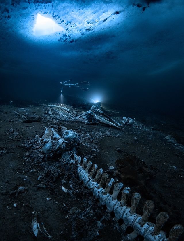This image was taken in Eastern Greenland during an ice diving expedition. The photographer said, “As I got down under the ice on the first dive and my eyes started to adjust to the darkness, I was shocked that the whale carcass was so intact and huge. Anna, my friend, started diving around the whale bones, so I placed my external lift farther away to get some depth.” Image Courtesy: Alex Dawson This image was taken in Eastern Greenland during an ice diving expedition. The photographer said, “As I got down under the ice on the first dive and my eyes started to adjust to the darkness, I was shocked that the whale carcass was so intact and huge. Anna, my friend, started diving around the whale bones, so I placed my external lift farther away to get some depth.” Image Courtesy: Alex Dawson