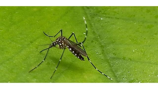 Mosquitoes become a threat as Delhi sees over 400 fresh cases of dengue