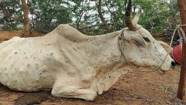 Madhya Pradesh: Cattle recover from lumpy skin disease, zero casualties reported in 10 days Madhya Pradesh: Cattle recover from lumpy skin disease, zero casualties reported in 10 days
