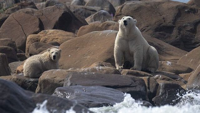 Explained: How receding ice threatens the existence of Canada's polar bears Explained: How receding ice threatens the existence of Canada's polar bears