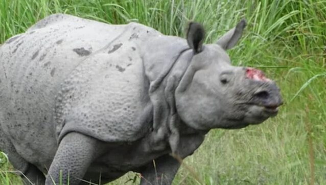 'Won't allow any infringement': Assam CM after rhino gets hit by truck at Haldibari 'Won't allow any infringement': Assam CM after rhino gets hit by truck at Haldibari