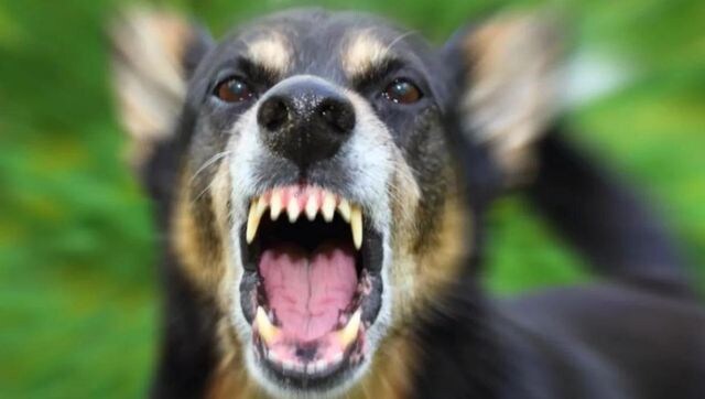 Gurugram: Woman injured in dog attack to get Rs 2 lakh compensation Gurugram: Woman injured in dog attack to get Rs 2 lakh compensation