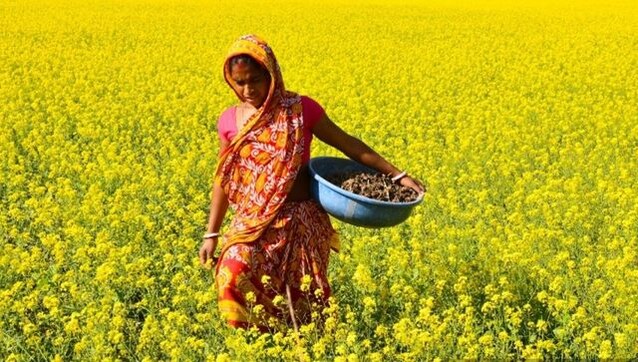 Explained: What is GM mustard and what is the controversy surrounding it? Explained: What is GM mustard and what is the controversy surrounding it?