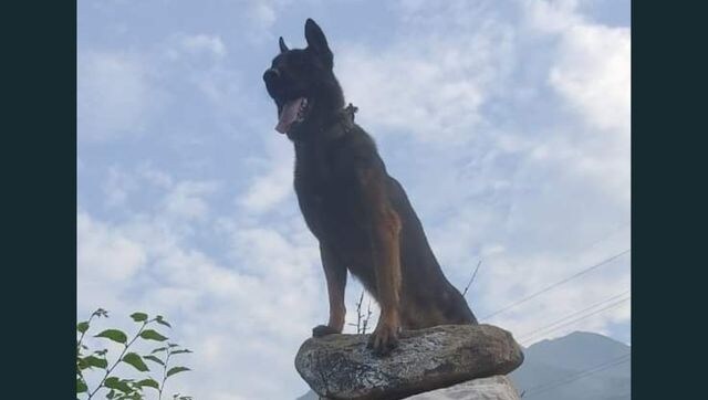 Jammu and Kashmir: Army's assault dog 'Zoom' critically injured in Anantnag encounter