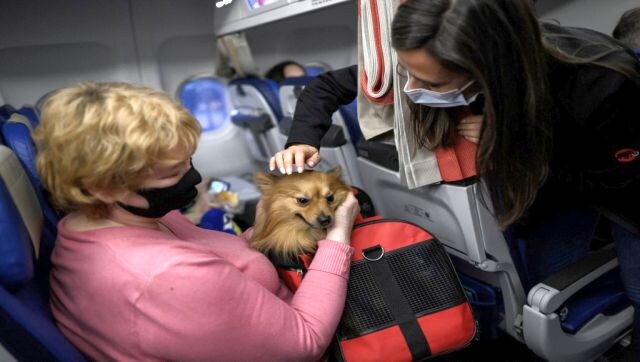Akasa Air to allow pets on board: What are the rules to carry animals on flights?