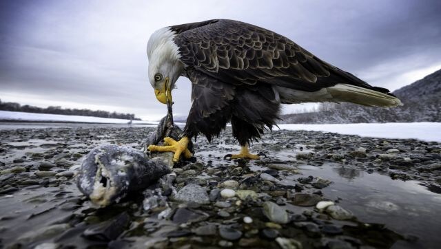 Hungry eagles, fiery volcanoes and Angelina Jolie! The best of 2022, courtesy Siena Photo Awards Hungry eagles, fiery volcanoes and Angelina Jolie! The best of 2022, courtesy Siena Photo Awards