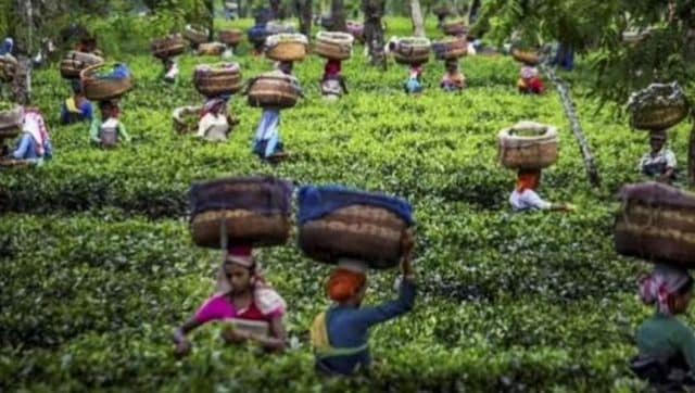 Assam: Discussions held to formulate Tea Policy Assam: Discussions held to formulate Tea Policy