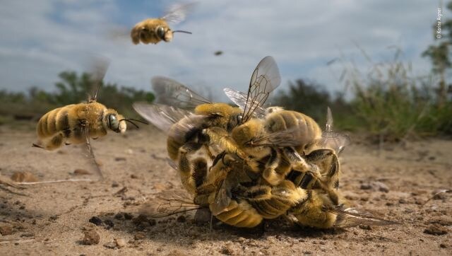These are the best wildlife photos of the year. And they are creating quite the buzz These are the best wildlife photos of the year. And they are creating quite the buzz