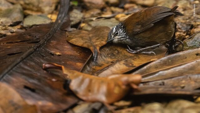 The Listening Bird: Nick Kanakis gains a glimpse into the secret life of wrens. Nick spotted the young grey-breasted wood wren foraging. Knowing it would disappear into the forest if approached, he found a clear patch of leaf litter and waited. Sure enough, the little bird hopped into the frame, pressing its ear to the ground to listen for small insects. Image Courtesy: Nick Kanakis/Wildlife Photographer of the Year The Listening Bird: Nick Kanakis gains a glimpse into the secret life of wrens. Nick spotted the young grey-breasted wood wren foraging. Knowing it would disappear into the forest if approached, he found a clear patch of leaf litter and waited. Sure enough, the little bird hopped into the frame, pressing its ear to the ground to listen for small insects. Image Courtesy: Nick Kanakis/Wildlife Photographer of the Year