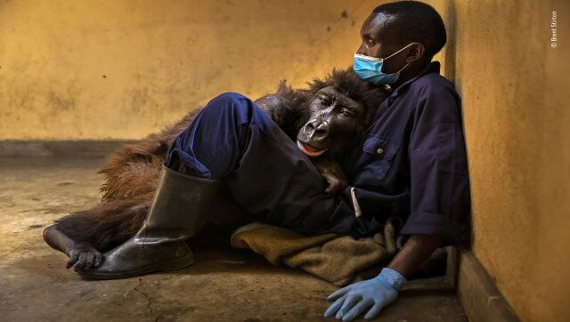 Ndakasi’s Passing: Brent Stirton shares the closing chapter of the story of a much-loved mountain gorilla. Brent photographed Ndakasi’s rescue as a two-month-old after her troop was brutally killed by a powerful charcoal mafia as a threat to park rangers. Here he memorialised her passing as she lay in the arms of her rescuer and caregiver of 13 years, ranger Andre Bauma. Image Courtesy: Brent Stirton/Wildlife Photographer of the Year Ndakasi’s Passing: Brent Stirton shares the closing chapter of the story of a much-loved mountain gorilla. Brent photographed Ndakasi’s rescue as a two-month-old after her troop was brutally killed by a powerful charcoal mafia as a threat to park rangers. Here he memorialised her passing as she lay in the arms of her rescuer and caregiver of 13 years, ranger Andre Bauma. Image Courtesy: Brent Stirton/Wildlife Photographer of the Year