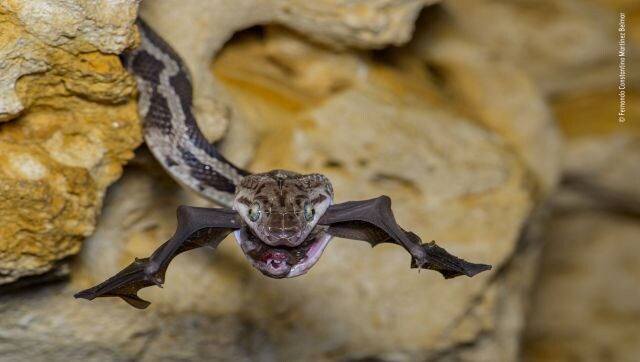 The Bat-snatcher: Fernando Constantino Martínez Belmar waits in darkness as a Yucatan rat snake snaps up a bat. Using a red light to which both bats and snakes are less sensitive, Fernando kept an eye on this Yucatan rat snake poking out of a crack. He had just seconds to get the shot as the rat snake retreated into its crevice with its bat prey. Image Courtesy: Fernando Constantino Martínez Belmar/Wildlife Photographer of the Year The Bat-snatcher: Fernando Constantino Martínez Belmar waits in darkness as a Yucatan rat snake snaps up a bat. Using a red light to which both bats and snakes are less sensitive, Fernando kept an eye on this Yucatan rat snake poking out of a crack. He had just seconds to get the shot as the rat snake retreated into its crevice with its bat prey. Image Courtesy: Fernando Constantino Martínez Belmar/Wildlife Photographer of the Year