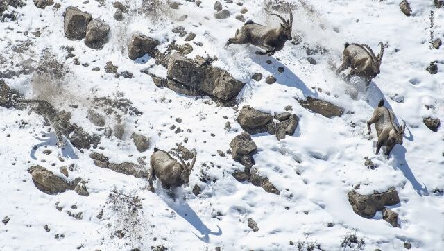 The Great Cliff Chase: From a vantage point across the ravine, the photographer watched the snow leopard manoeuvre uphill from a herd of Himalayan ibex. It was perfectly suited for the environment – unlike Nambiar, who followed a fitness regime in preparation for the high altitude and cold temperatures. Image Courtesy: Anand Nambiar/Wildlife Photographer of the Year The Great Cliff Chase: From a vantage point across the ravine, the photographer watched the snow leopard manoeuvre uphill from a herd of Himalayan ibex. It was perfectly suited for the environment – unlike Nambiar, who followed a fitness regime in preparation for the high altitude and cold temperatures. Image Courtesy: Anand Nambiar/Wildlife Photographer of the Year