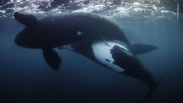 New Life for the Tohorā: A hopeful moment for a population of whales that has survived against all odds. Hindered by poor visibility, Robinson used a polecam to photograph the whales gradually moving towards his boat. Pushing his camera to its limits, he was relieved to find the image pin-sharp and the moment of copulation crystallised in time. Image Courtesy: Richard Robinson/Wildlife Photographer of the Year New Life for the Tohorā: A hopeful moment for a population of whales that has survived against all odds. Hindered by poor visibility, Robinson used a polecam to photograph the whales gradually moving towards his boat. Pushing his camera to its limits, he was relieved to find the image pin-sharp and the moment of copulation crystallised in time. Image Courtesy: Richard Robinson/Wildlife Photographer of the Year