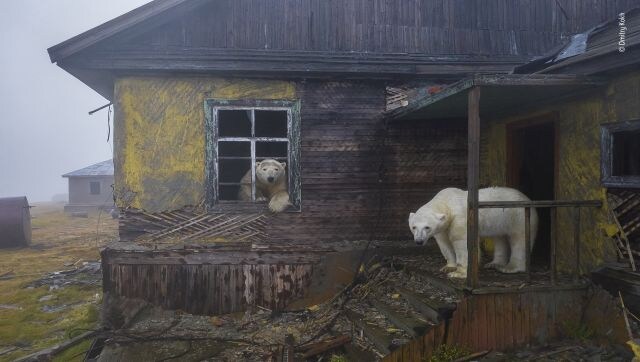 House of Bears: Dmitry Kokh presents this haunting scene of polar bears shrouded in fog at the long-deserted settlement on Kolyuchin. On a yacht, seeking shelter from a storm, Dmitry spotted the polar bears roaming among the buildings of the long-deserted settlement. As they explored every window and door, Dmitry used a low-noise drone to take a picture that conjures up a post-apocalyptic future. Image Courtesy: Dmitry Kokh/Wildlife Photographer of the Year House of Bears: Dmitry Kokh presents this haunting scene of polar bears shrouded in fog at the long-deserted settlement on Kolyuchin. On a yacht, seeking shelter from a storm, Dmitry spotted the polar bears roaming among the buildings of the long-deserted settlement. As they explored every window and door, Dmitry used a low-noise drone to take a picture that conjures up a post-apocalyptic future. Image Courtesy: Dmitry Kokh/Wildlife Photographer of the Year