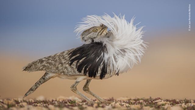 Puff Perfect: José Juan Hernández Martinez witnesses the dizzying courtship display of a Canary Islands houbara. José arrived at the houbara’s courtship site at night. By the light of the moon, he dug himself a low hide. From this vantage point he caught the bird’s full puffed-out profile as it took a brief rest from its frenzied performance. Image Courtesy: José Juan Hernández Martinez/Wildlife Photographer of the Year Puff Perfect: José Juan Hernández Martinez witnesses the dizzying courtship display of a Canary Islands houbara. José arrived at the houbara’s courtship site at night. By the light of the moon, he dug himself a low hide. From this vantage point he caught the bird’s full puffed-out profile as it took a brief rest from its frenzied performance. Image Courtesy: José Juan Hernández Martinez/Wildlife Photographer of the Year