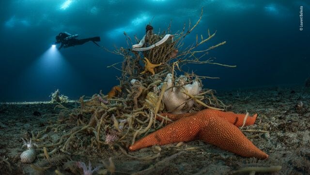 Under Antarctic Ice: Living towers of marine invertebrates punctuate the seabed off Adelie Land, 32 metres (105 feet) under East Antarctic ice. Here, at the centre, a tree-shaped sponge is draped with life, from giant ribbon worms to sea stars. Image Courtesy: Laurent Ballesta/Wildlife Photographer of the Year Under Antarctic Ice: Living towers of marine invertebrates punctuate the seabed off Adelie Land, 32 metres (105 feet) under East Antarctic ice. Here, at the centre, a tree-shaped sponge is draped with life, from giant ribbon worms to sea stars. Image Courtesy: Laurent Ballesta/Wildlife Photographer of the Year